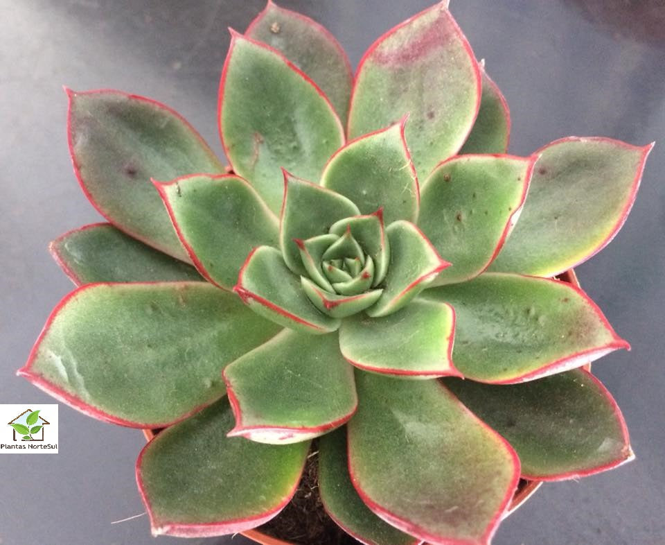 Echeveria longissima