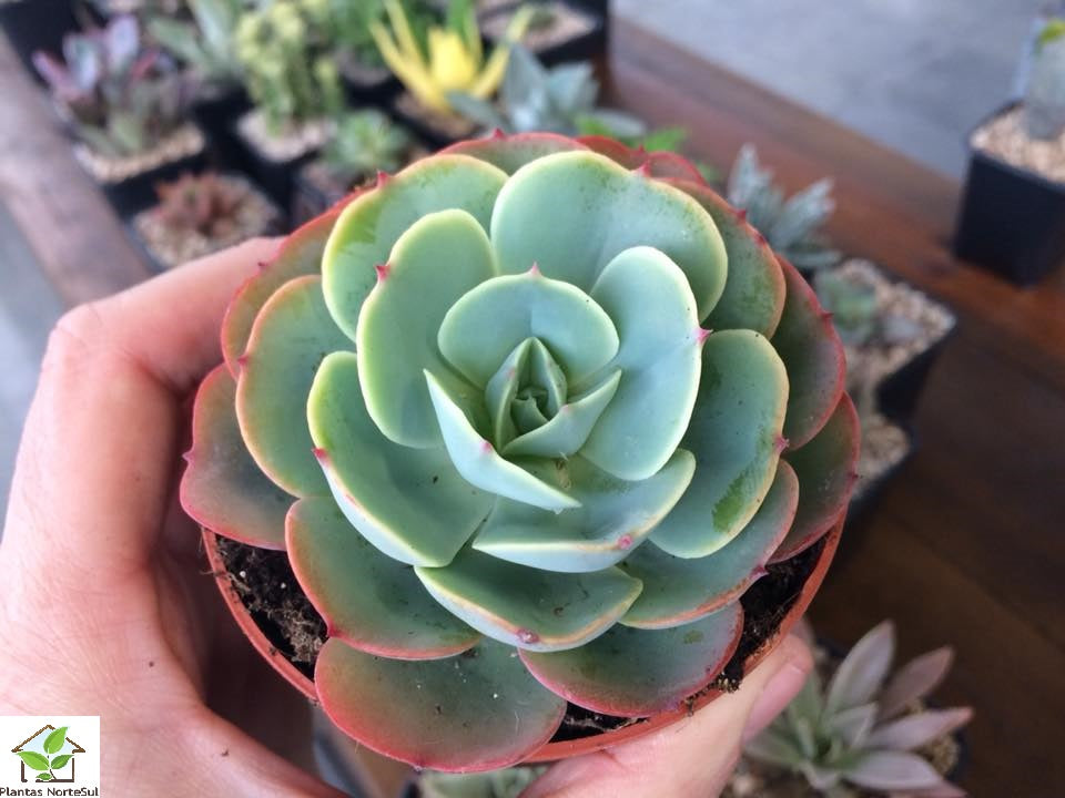 Echeveria loves light