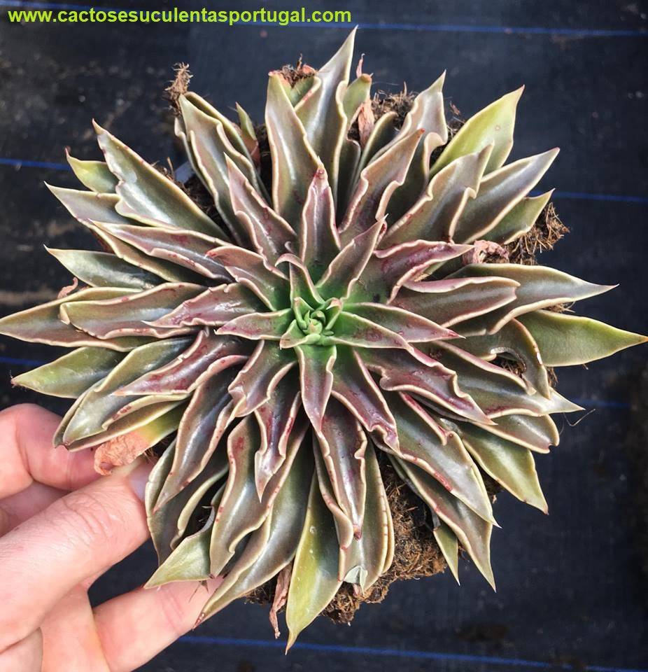Echeveria lutea