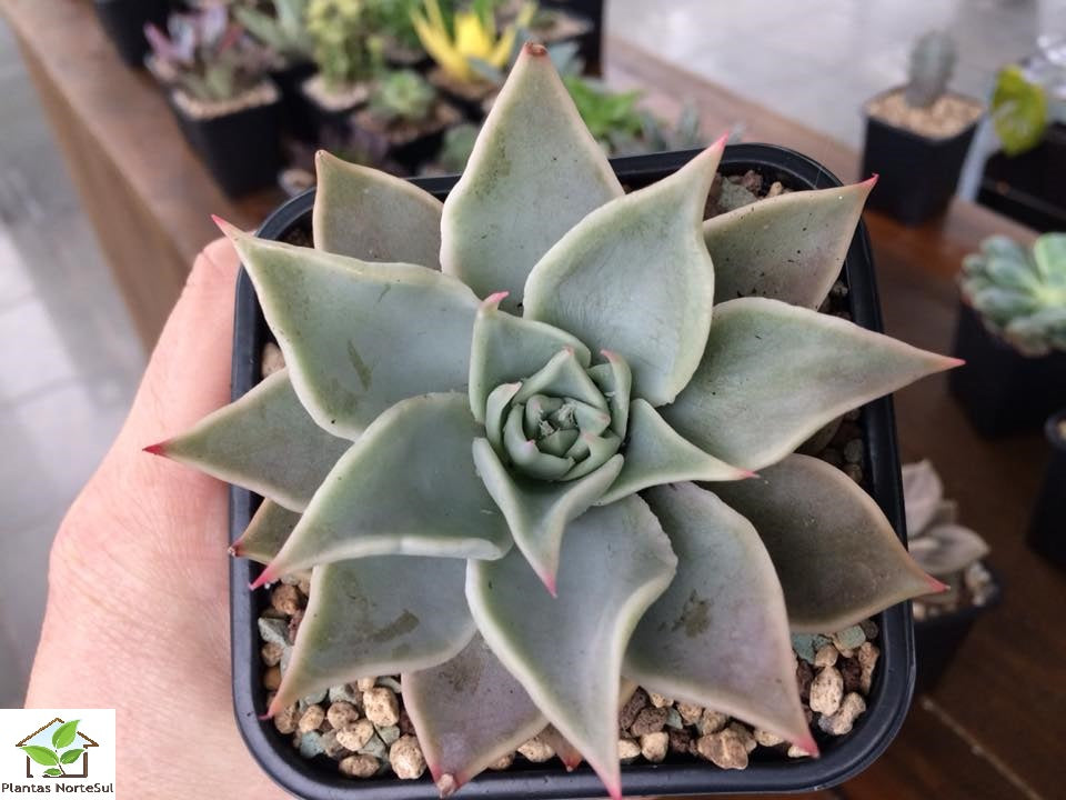 Echeveria madiba