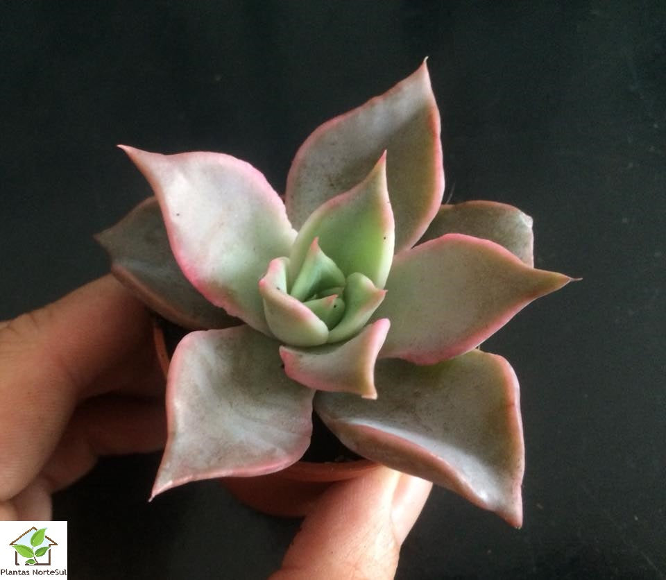 Echeveria madiba