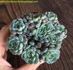 Echeveria minima