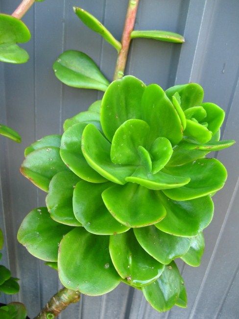 Echeveria multicaulis "Ginmei Tennyo"