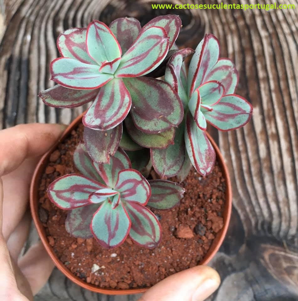 Echeveria Nodulosa 