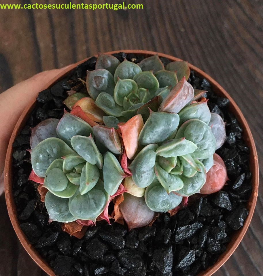Echeveria pagoda
