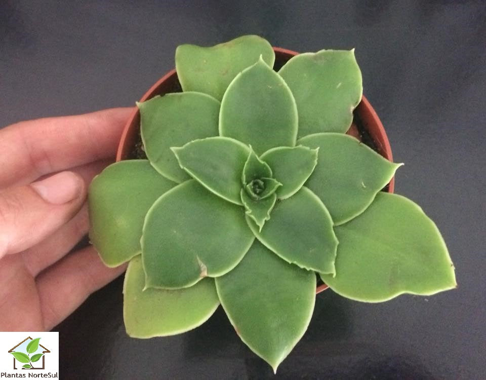 Echeveria platyphylla