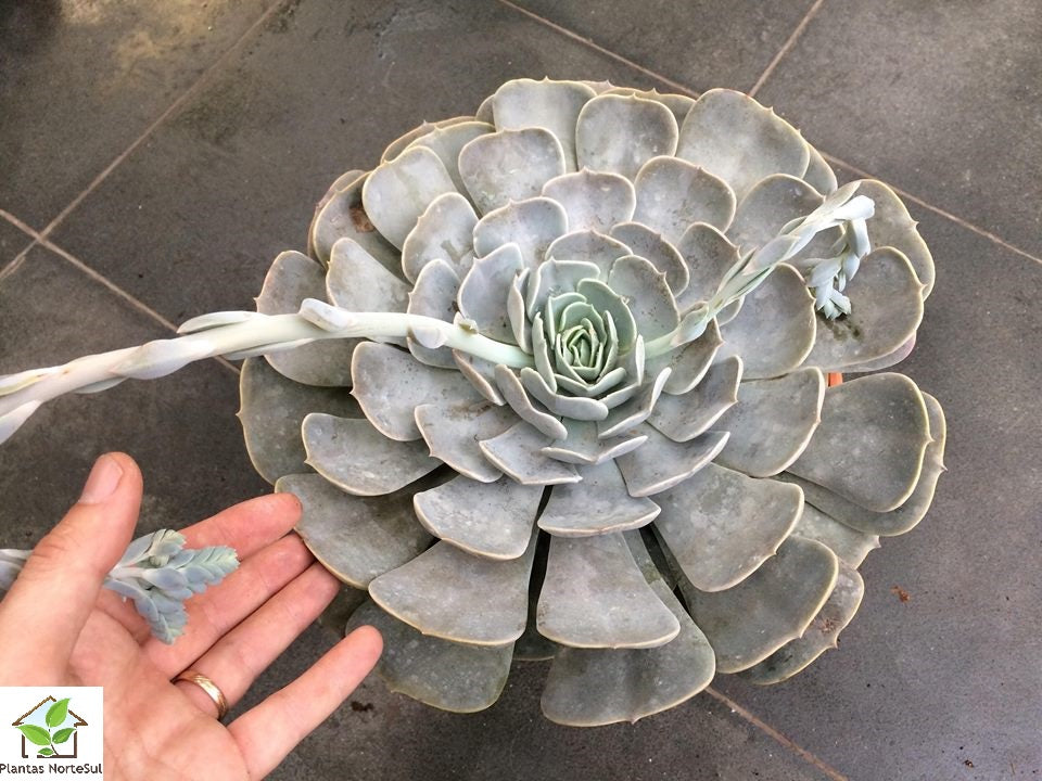 Echeveria pollux