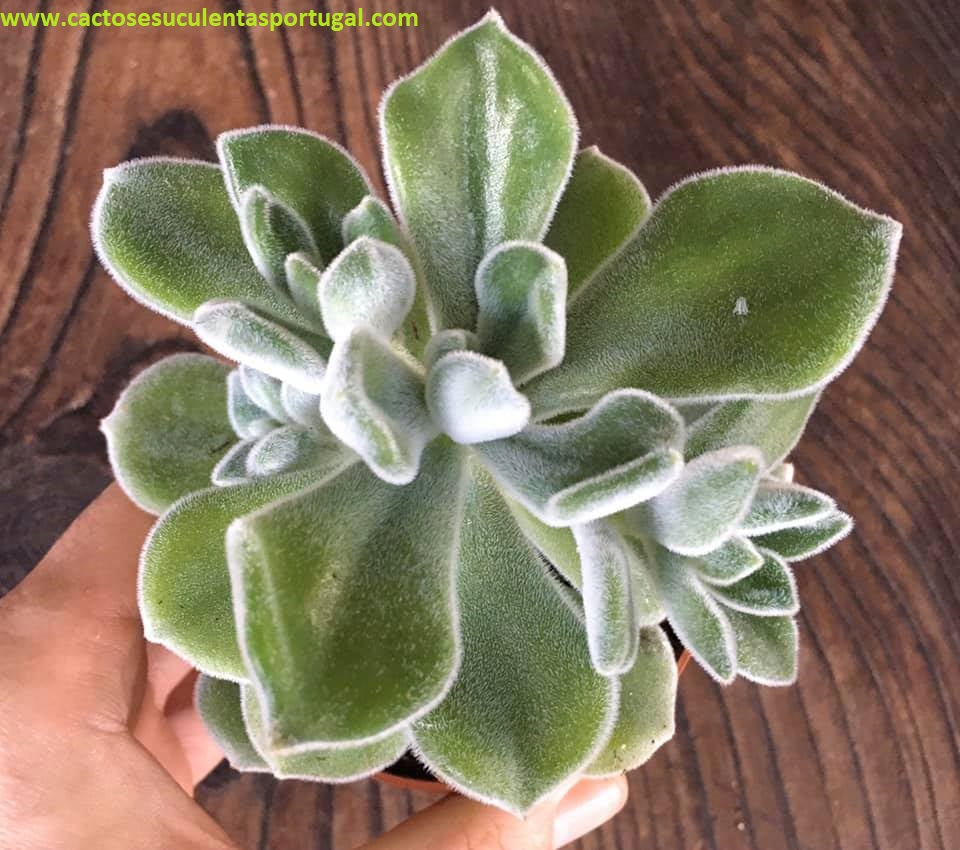 Echeveria pulvinata 'Frosty'