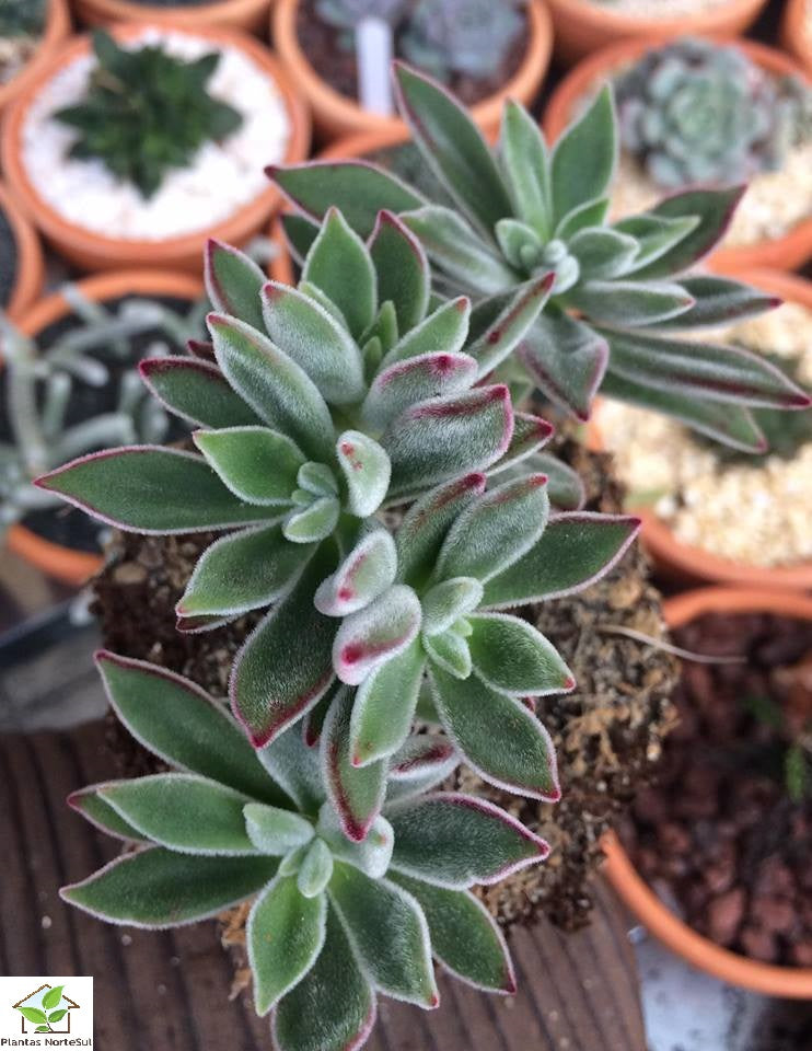 Echeveria pulvinata "Ruby Blush" / Echeveria 'Pulv-Oliver' 