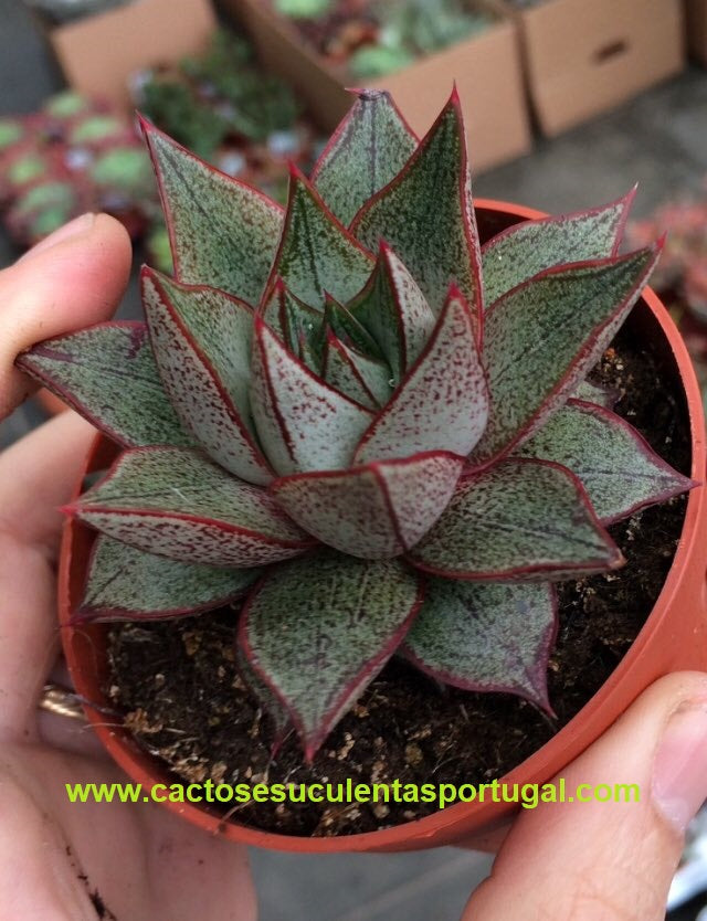Echeveria purpusorum