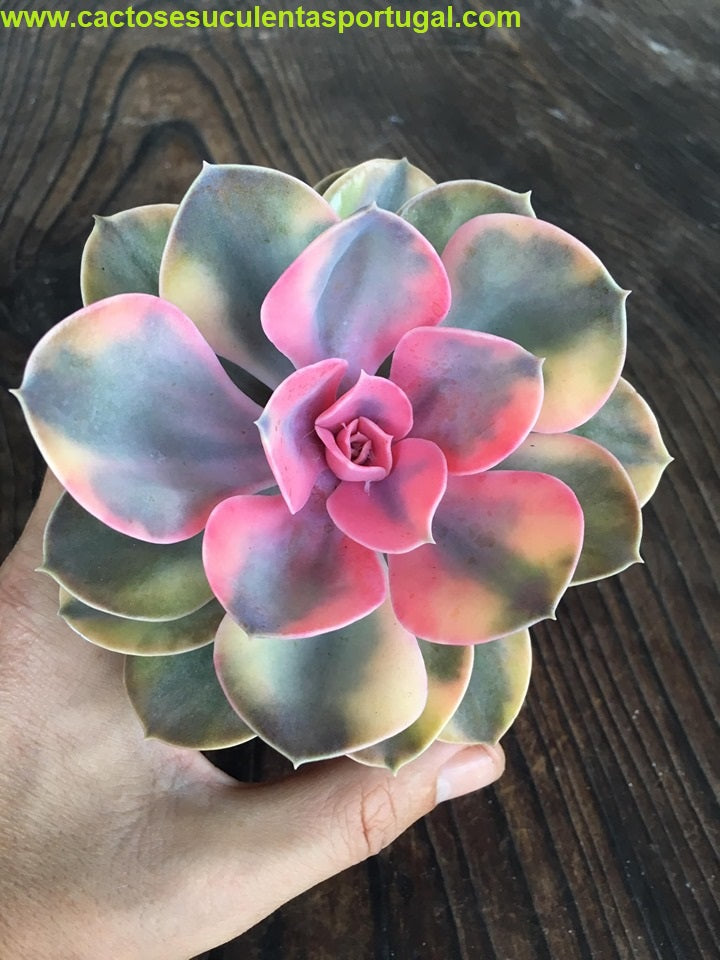 Echeveria Rainbow