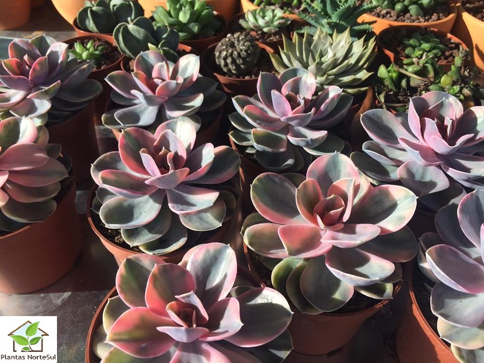 Echeveria Rainbow