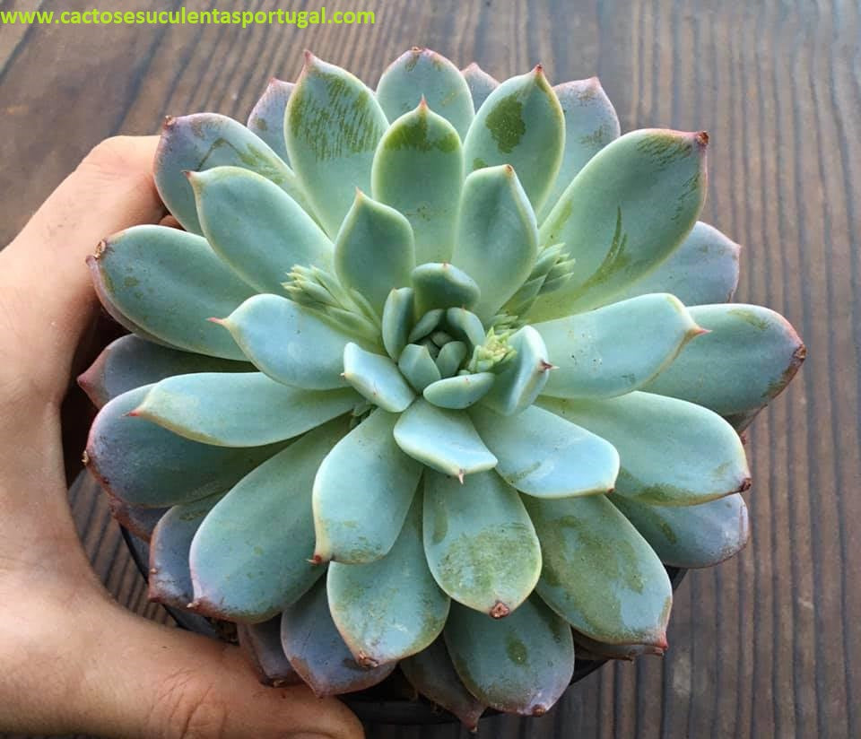 Echeveria Secunda x Mexico Giant
