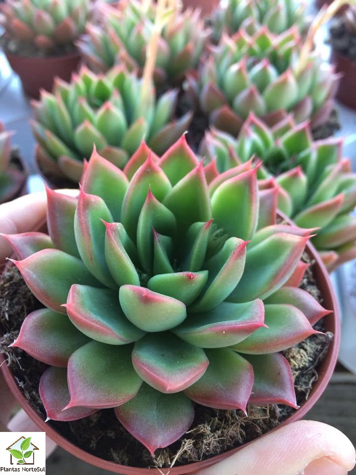 Echeveria simulans x Maria Cristina