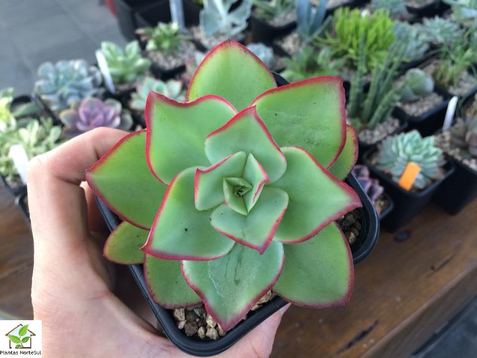 Echeveria subrigida