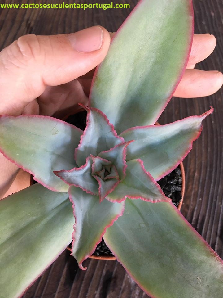 Echeveria subrigida 