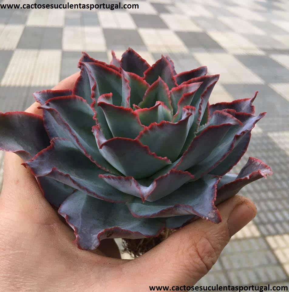 Echeveria Subrigida Spp.