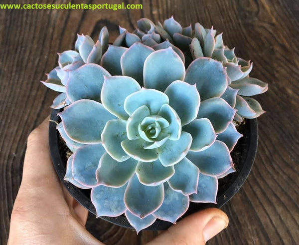 Echeveria Subsessilis form.bouquet