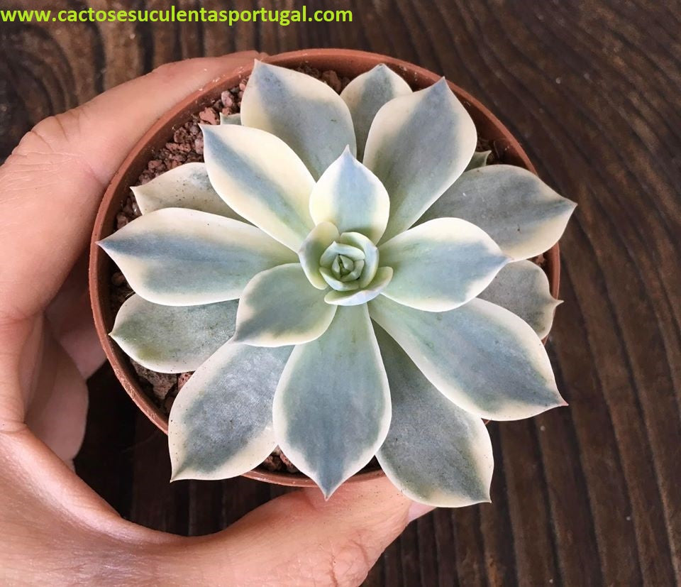Echeveria Subsessilis form. variegata 
