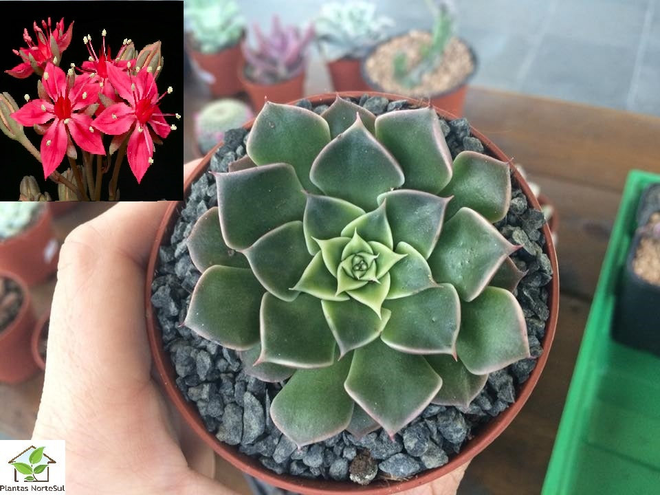 Echeveria tacitus bellus