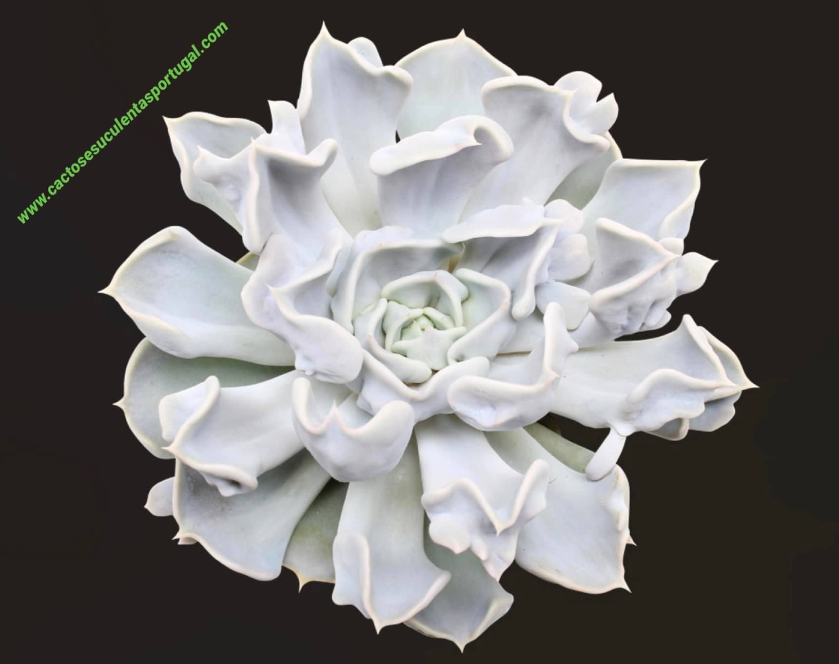 Echeveria 'thriller'