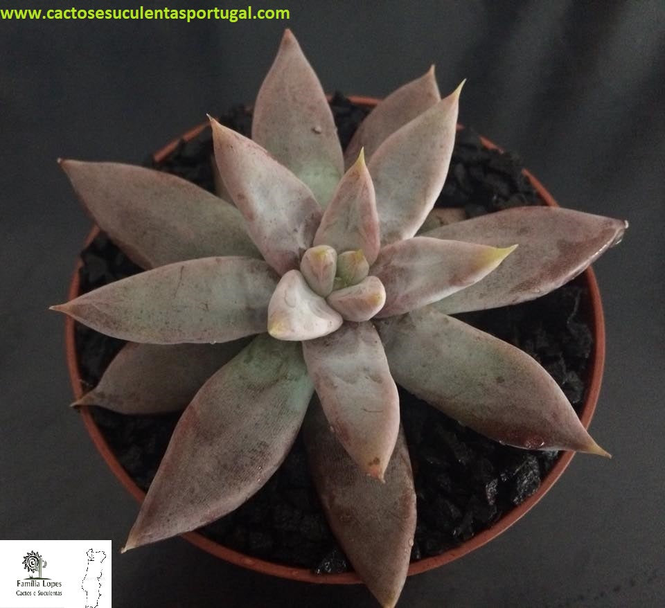 Echeveria tolimanensis