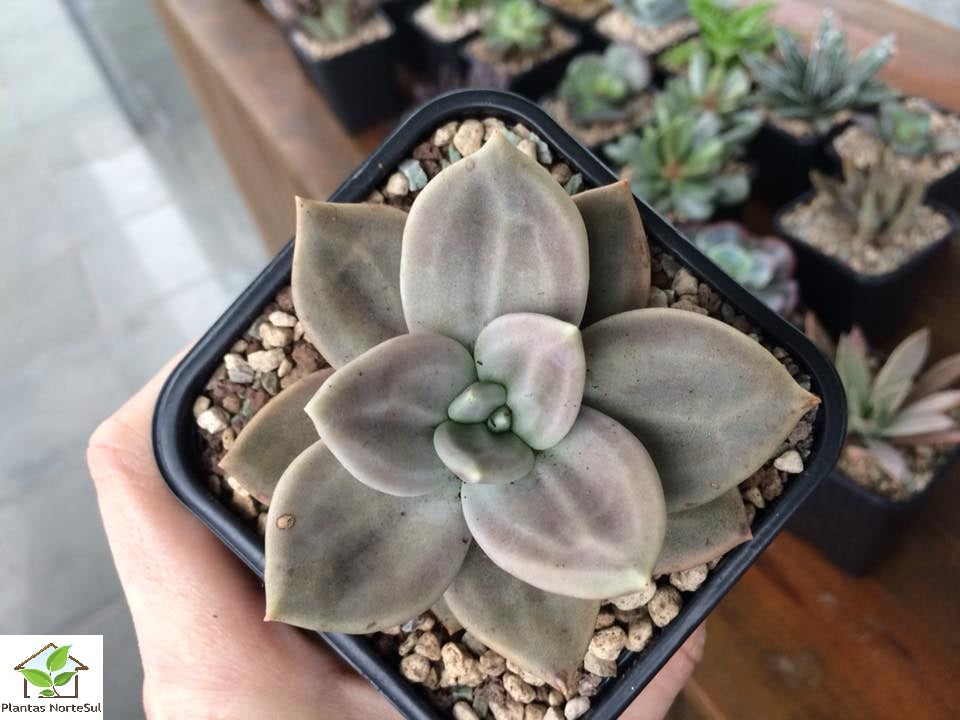 Echeveria xichuensis