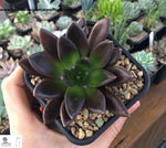 Echeveria affinis