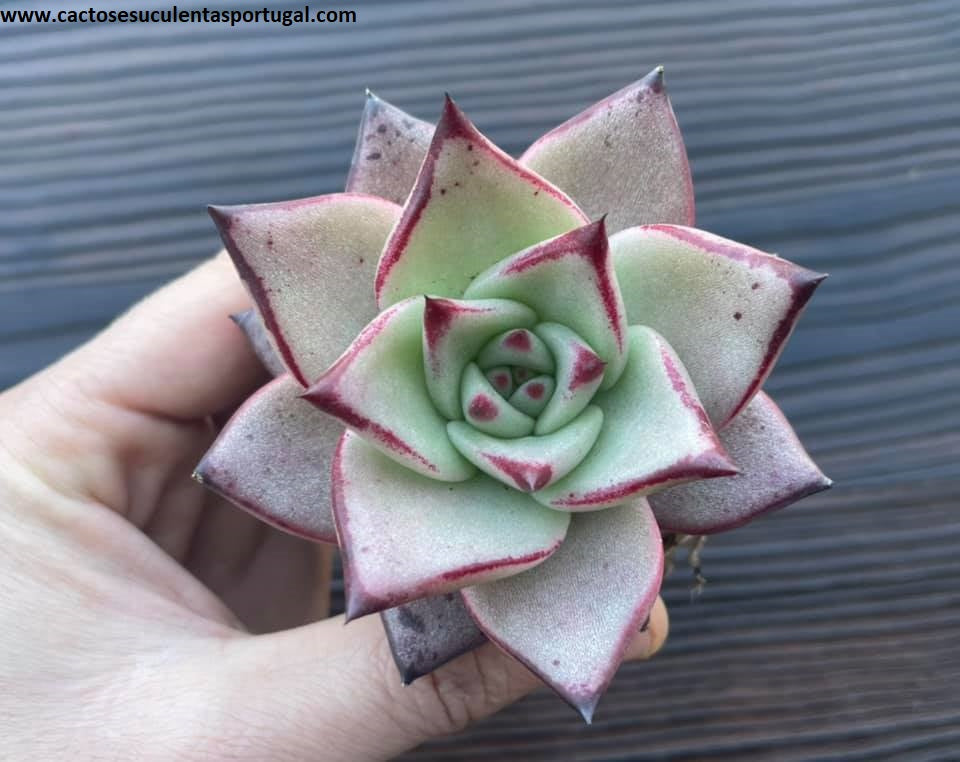Echeveria agavoides Ebony x Romeu
