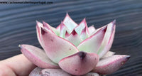 Echeveria agavoides Ebony x Romeu