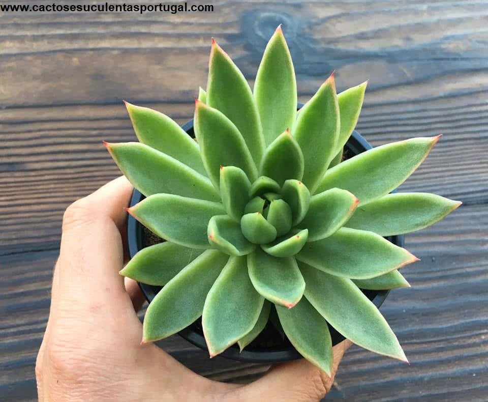 Echeveria agavoides Miranda