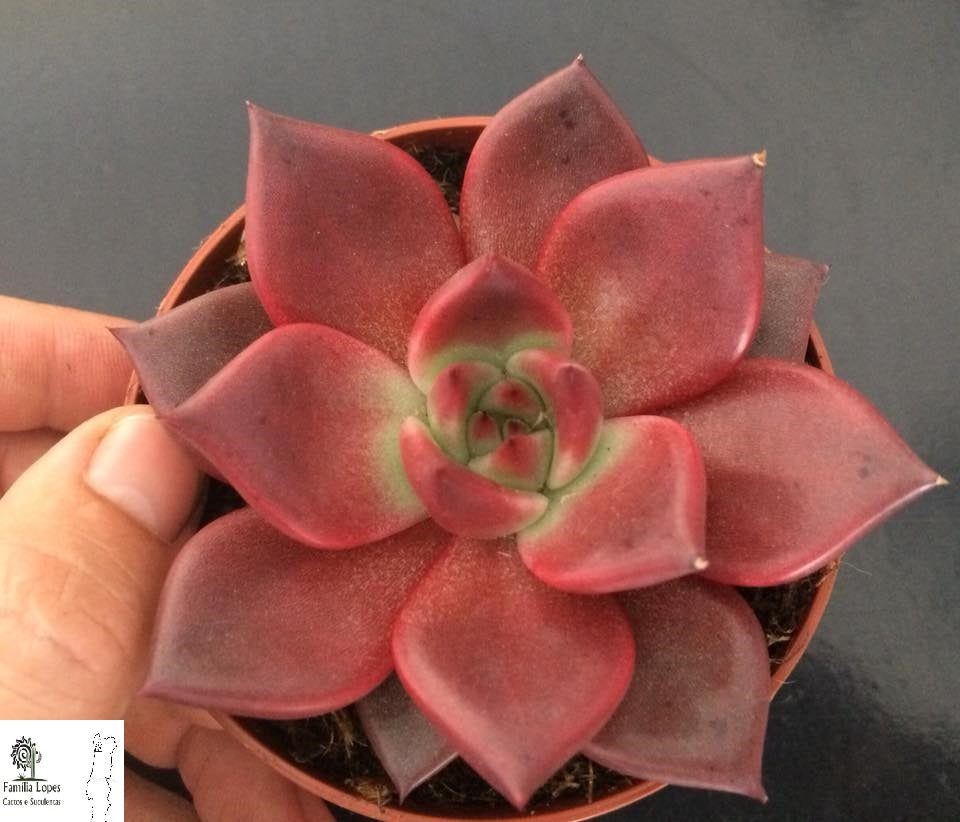 Echeveria agavoides ‘Romeo Rubin’