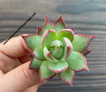 Echeveria agavoides 'Casio'