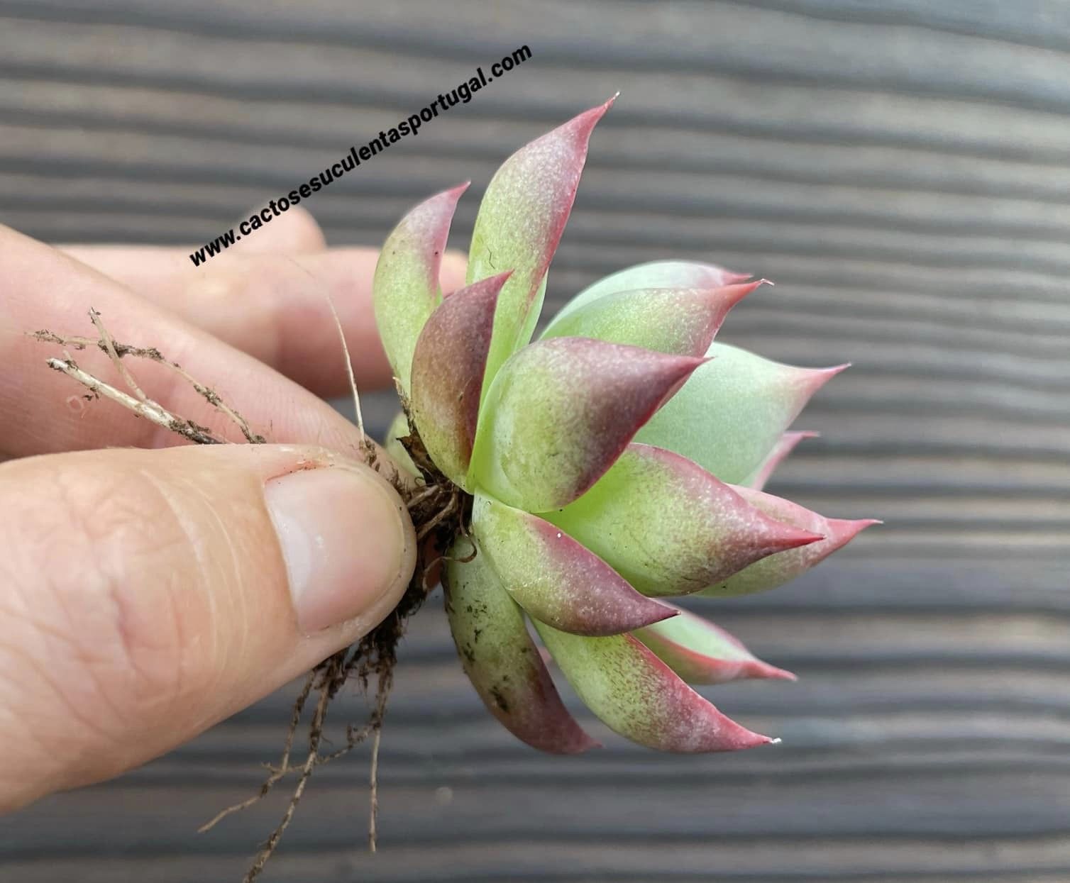 Echeveria agavoides 'Casio'