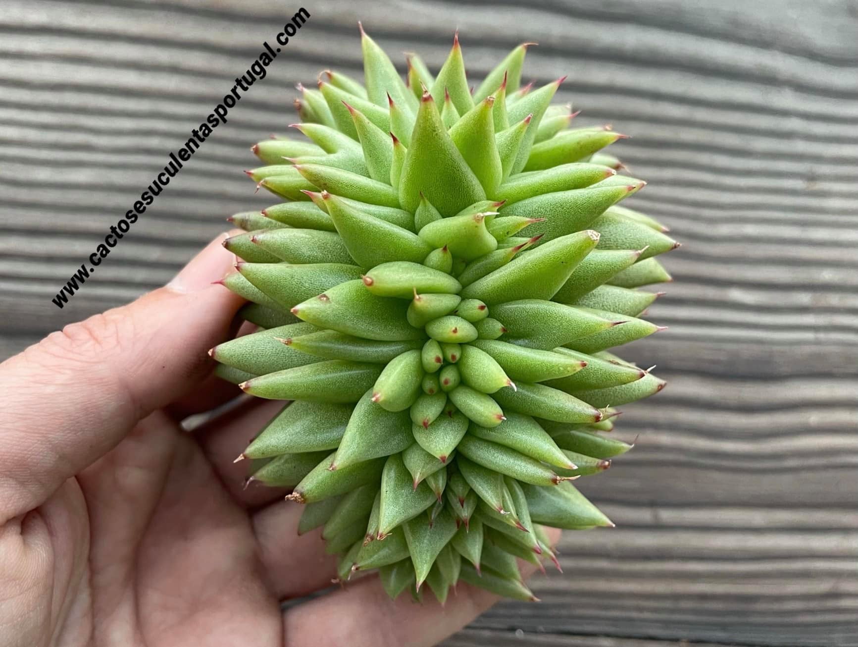 Echeveria agavoides 'Corderoyi' f. cristata