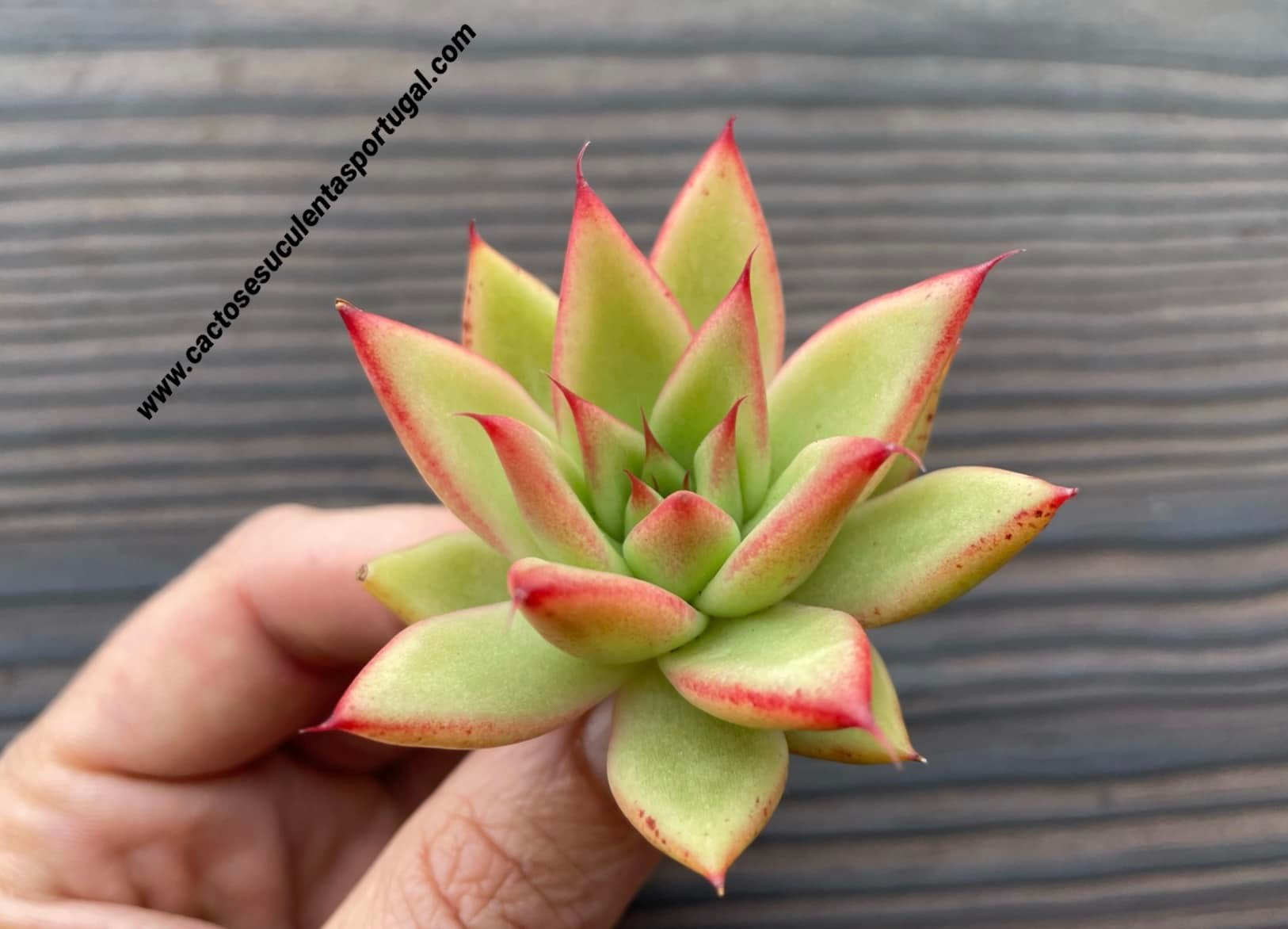 Echeveria agavoides 'Frank Reinelt' 