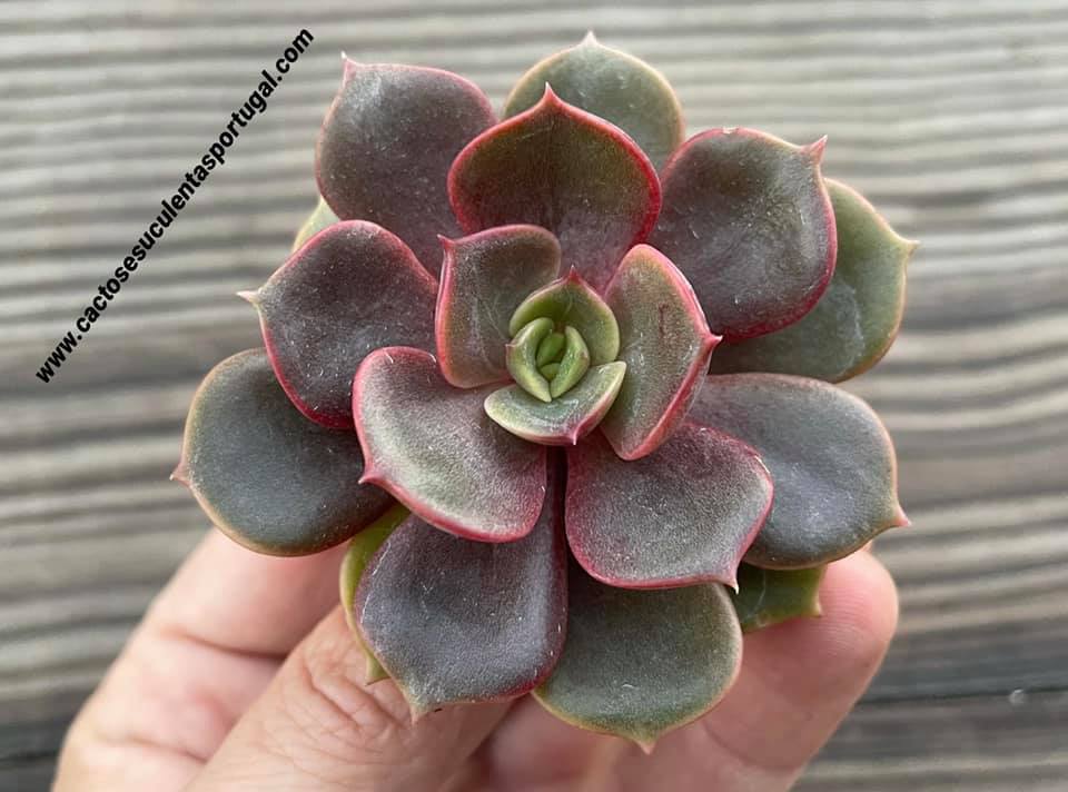 Echeveria agavoides 'Mont' / 'Zestar'