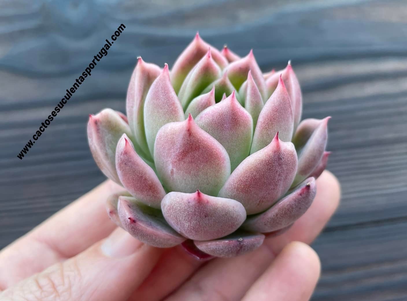 Echeveria agavoides 'Pink Shadow' 