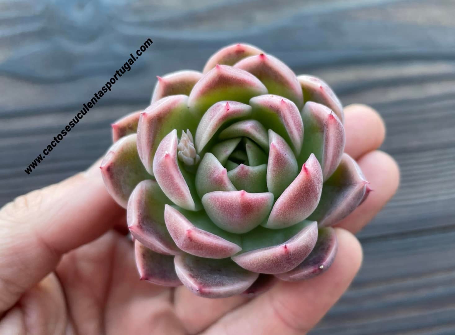 Echeveria agavoides 'Pink Shadow' 