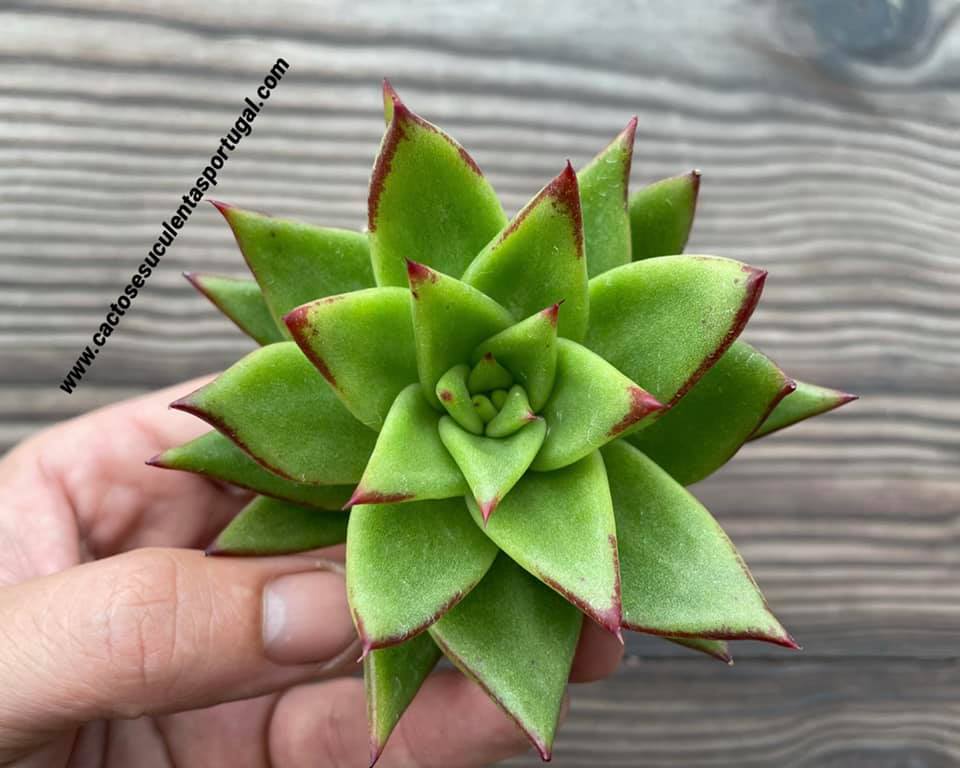 Echeveria agavoides 'Red Edge'