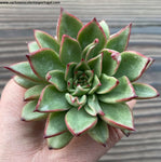 Echeveria agavoides 'Red Tip' spp. Mickael Smith