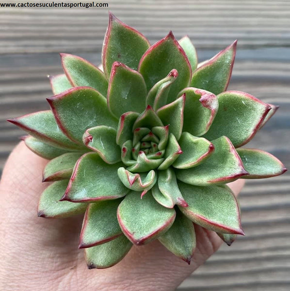Echeveria agavoides 'Red Tip' spp. Mickael Smith