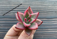 Echeveria agavoides ‘Romeo Rubin’