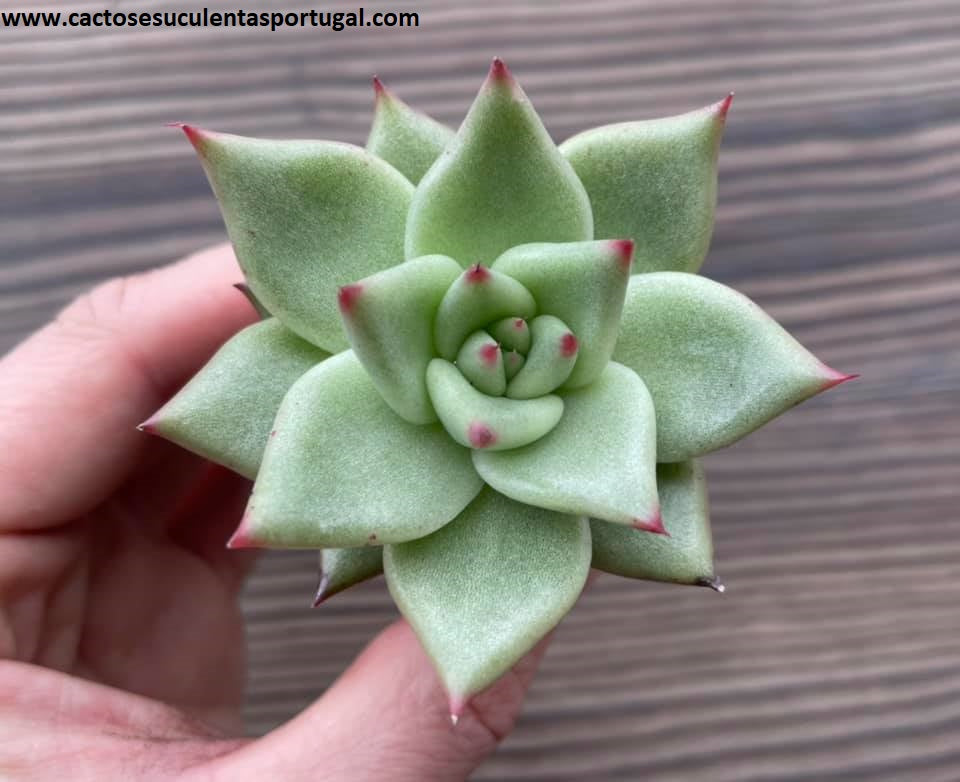 Echeveria agavoides ebony x electra