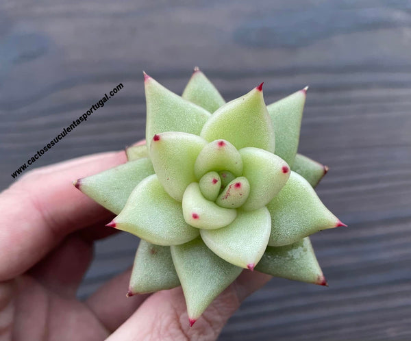 Echeveria agavoides ebony x electra