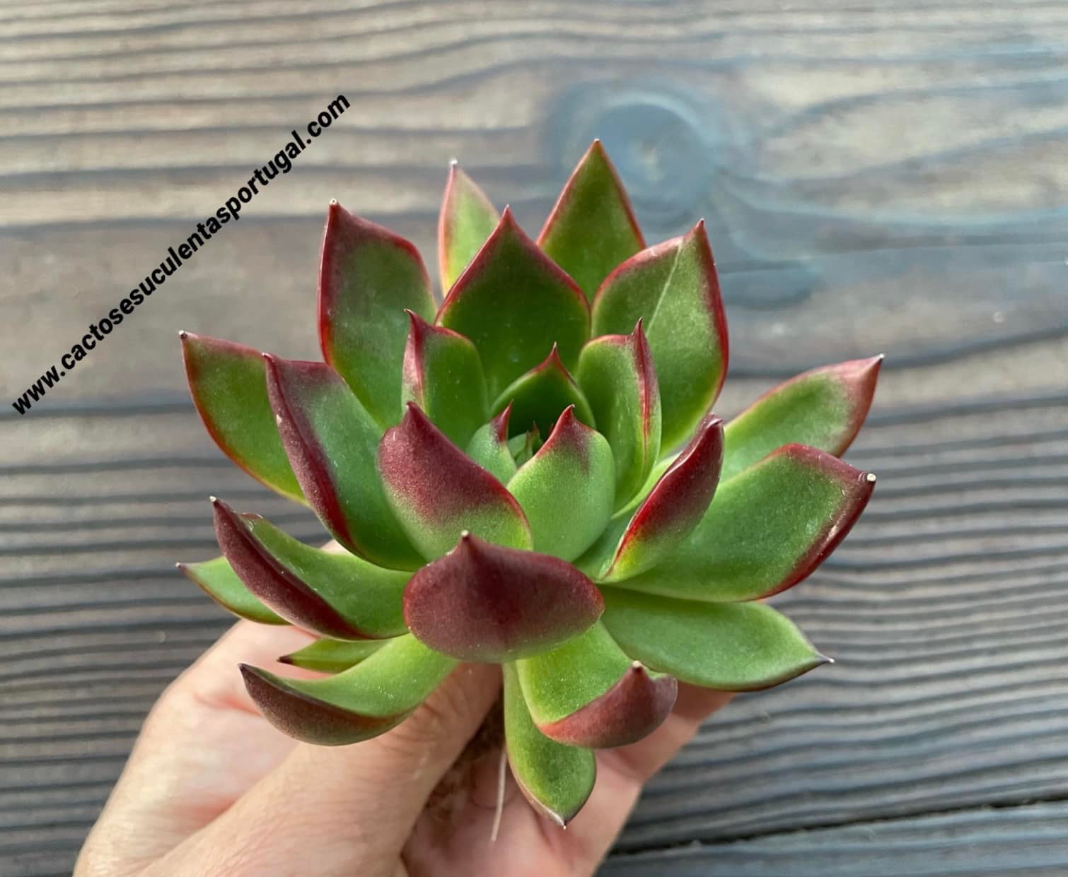 Echeveria agavoides subs. 'purple lipstick'
