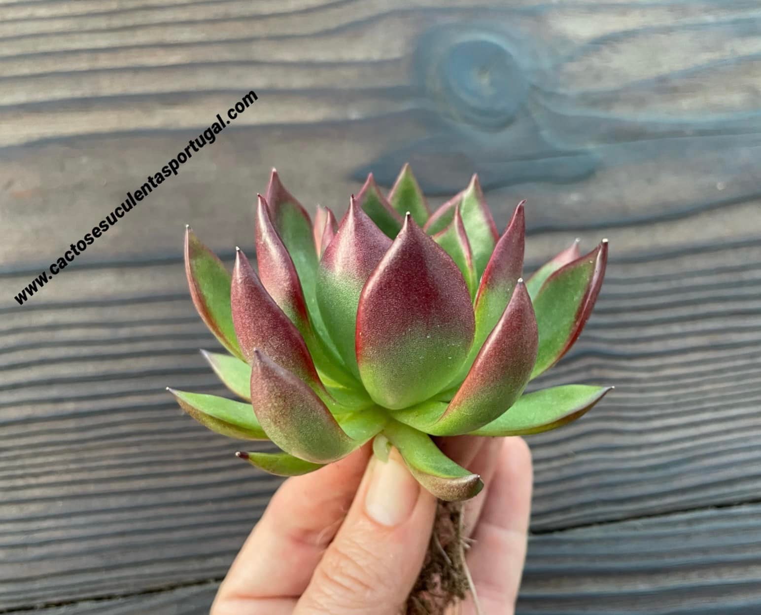 Echeveria agavoides subs. 'purple lipstick'