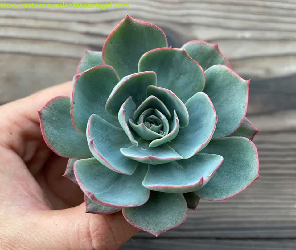 Echeveria amistar