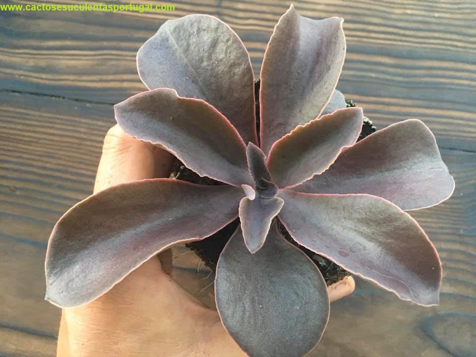 Echeveria autumn flame