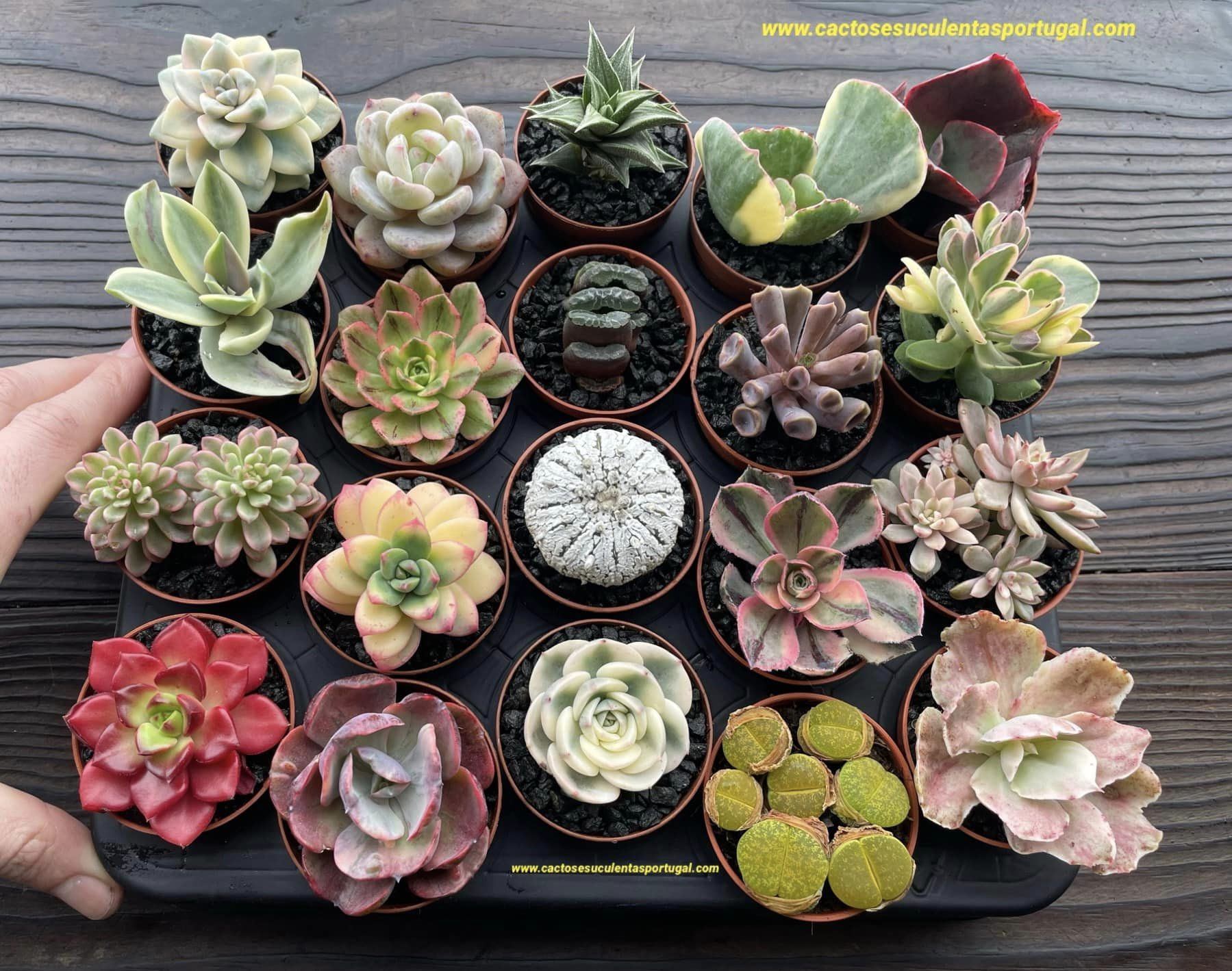 Echeveria beyonce / E. compton carousel and company